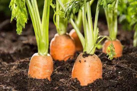 Country Lore: Winter Carrots, Spring Carrots Image